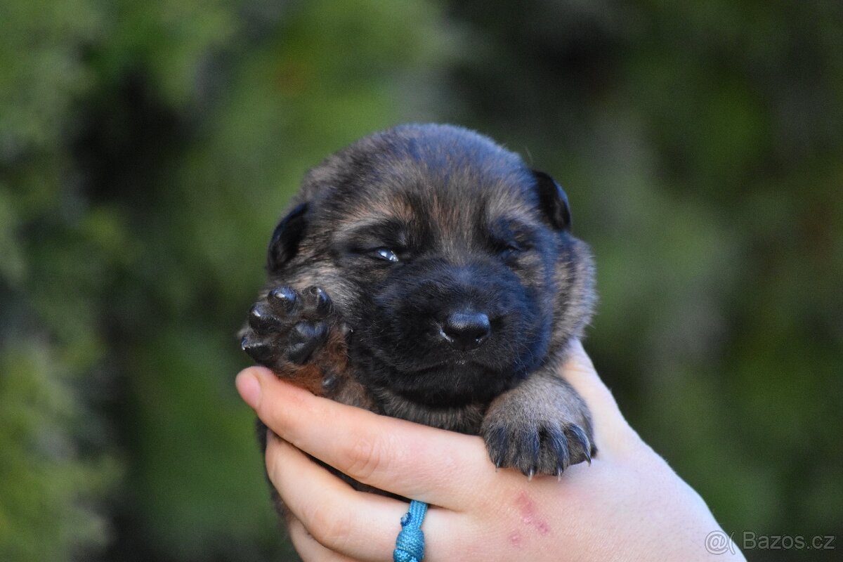 Německý ovčák s PP štěňata - 3