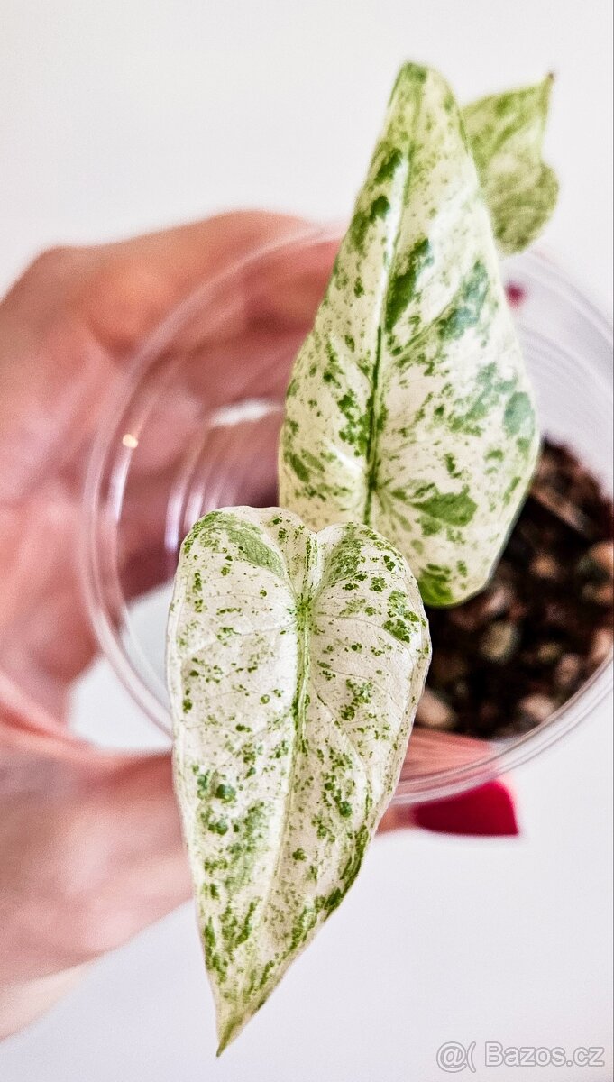 Alocasia odora batik variegated - 3