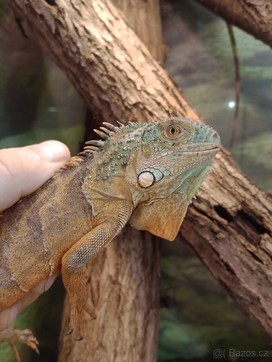 Červený leguán - 3