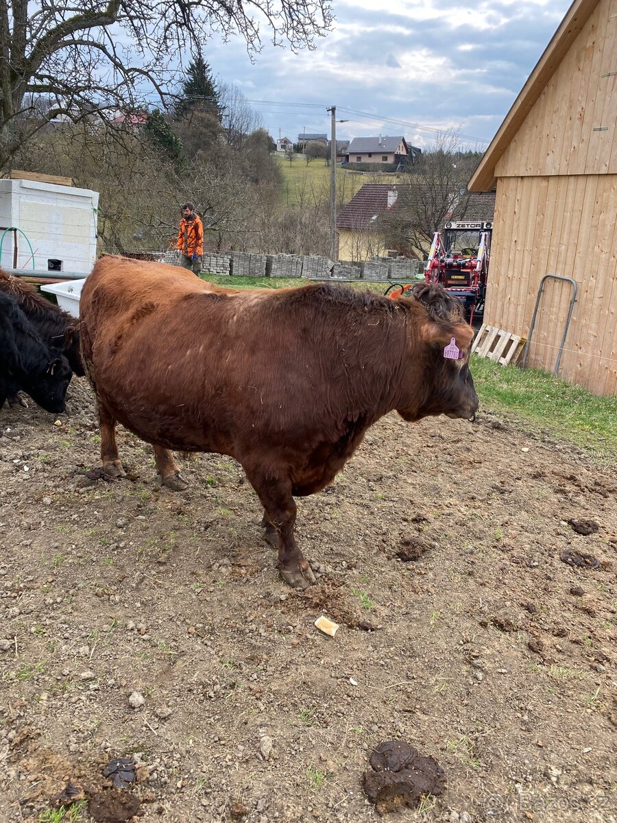 Plemenný býk Dexter - 3