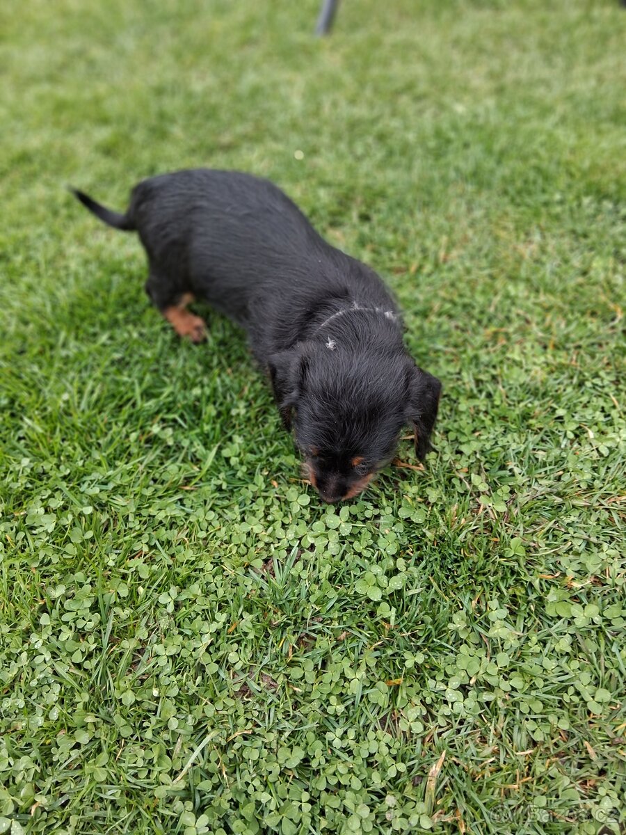 Jezevčík drsnosrsty - 3