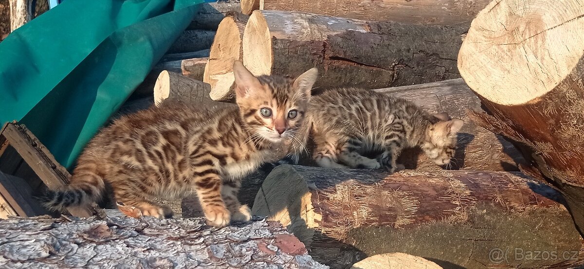 Kočka bengálská - 3
