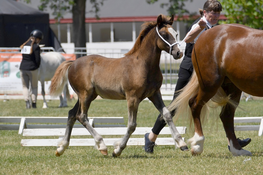 Welsh pony of cob type - 3