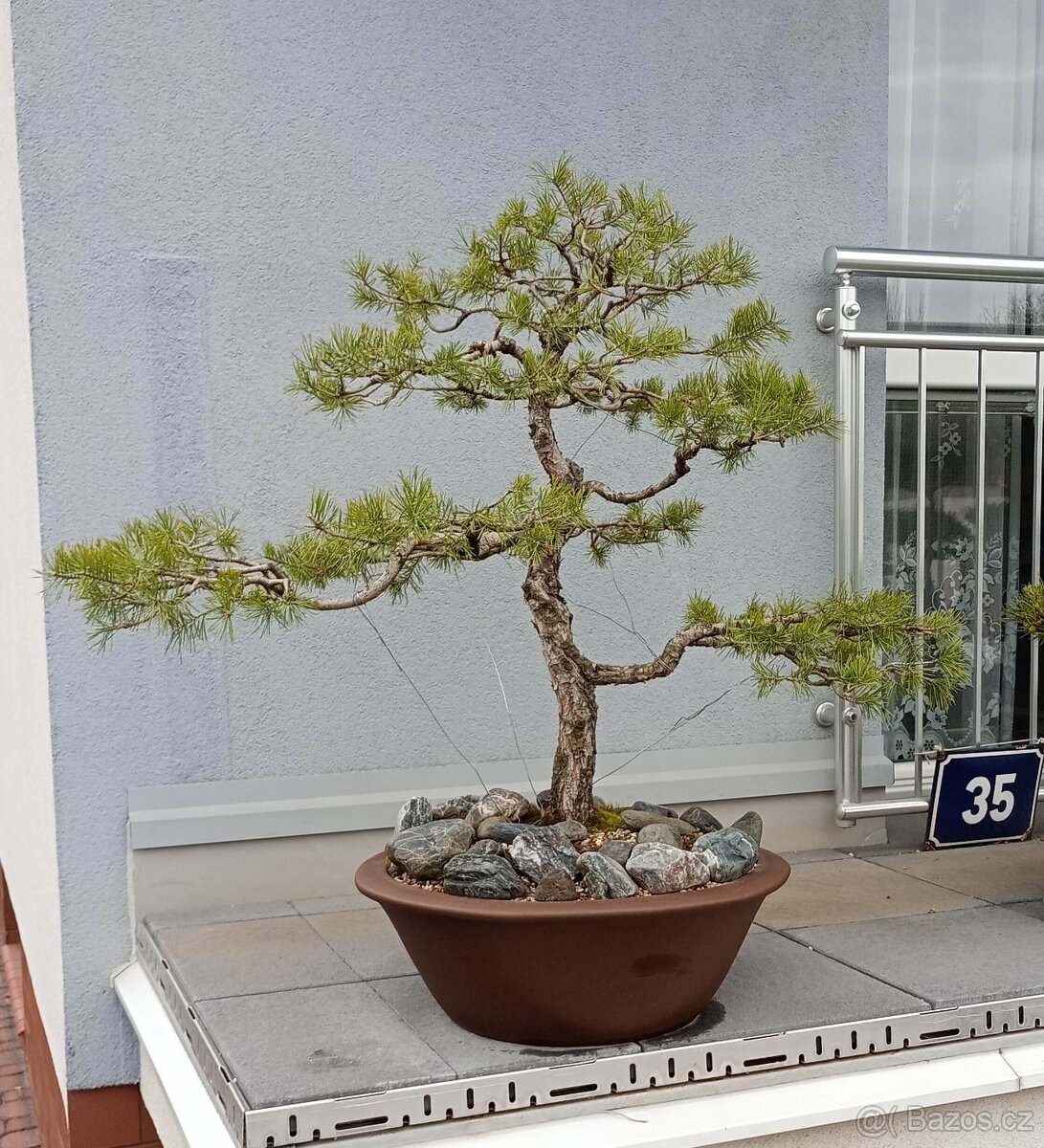 Borovice lesní (Pinus sylvestris) bonsai - 3