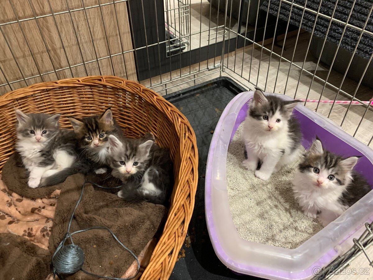 Koťátka Mainské Mývalí - 3