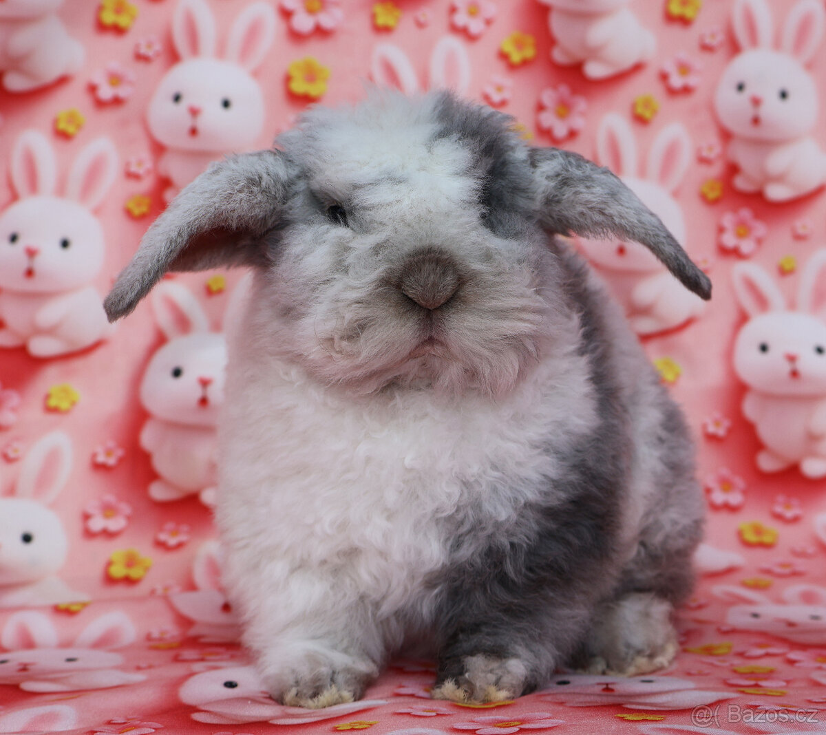 Zakrslý králíček rex beránek LT sameček - 3