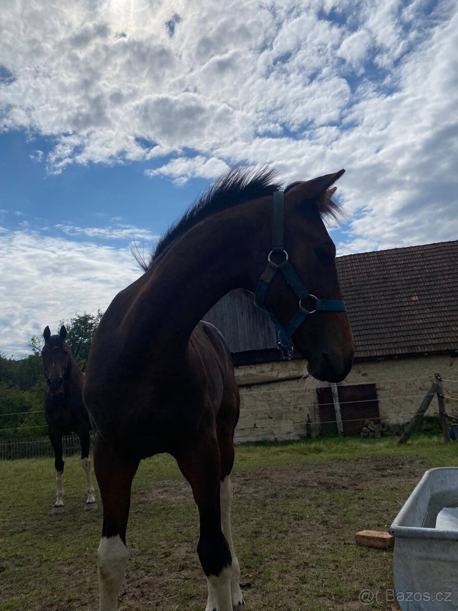 Nabízím klisnu Barock Pinto - 3