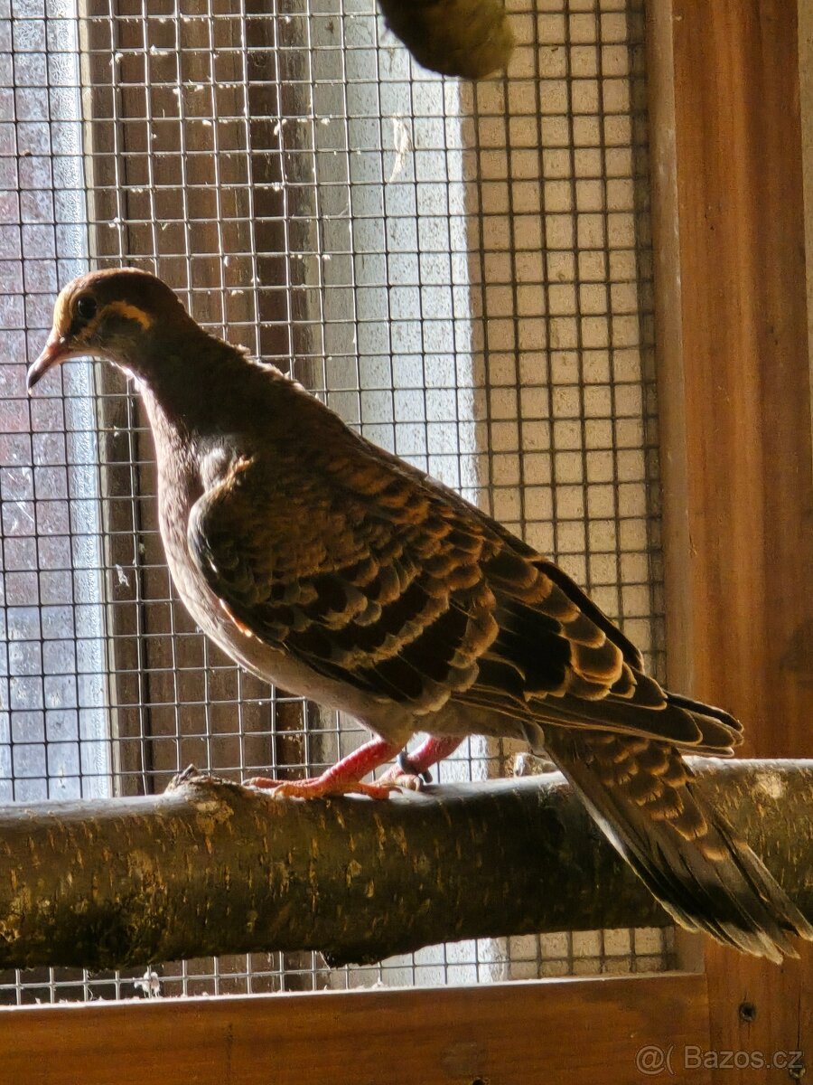 holub bronzovokřídlý, chocholatý - 3