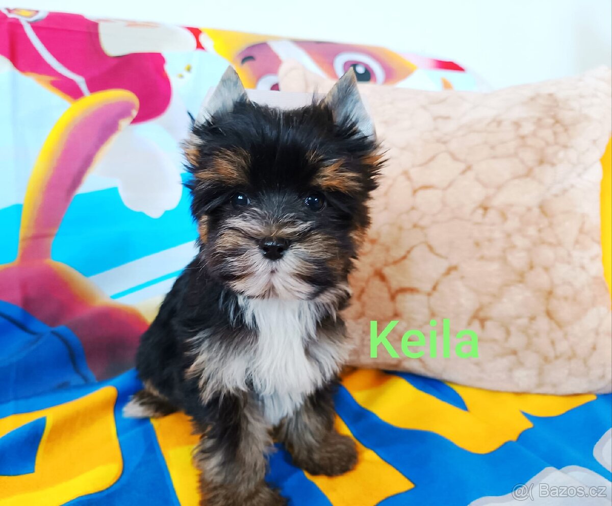 Jorkšírský teriér - 3