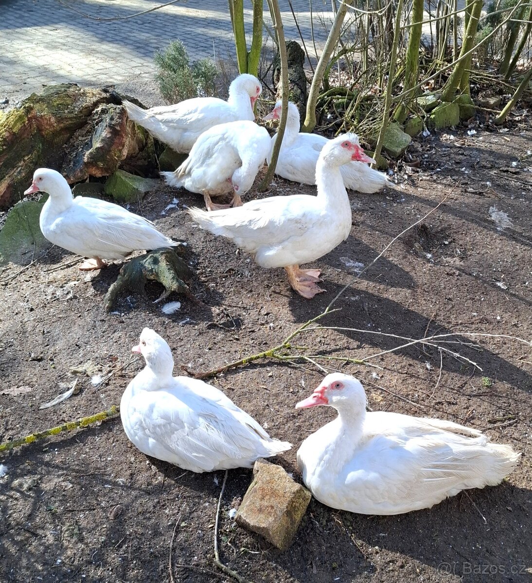 Čínský kačer do chovu - 3