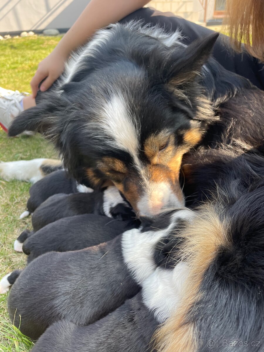Štěňátko-Border colie Trikolor - 3