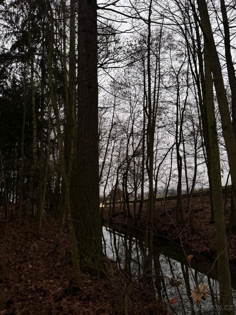 Prodej lesního pozemku v k.ú. Měcholupy u Předslavi - 3