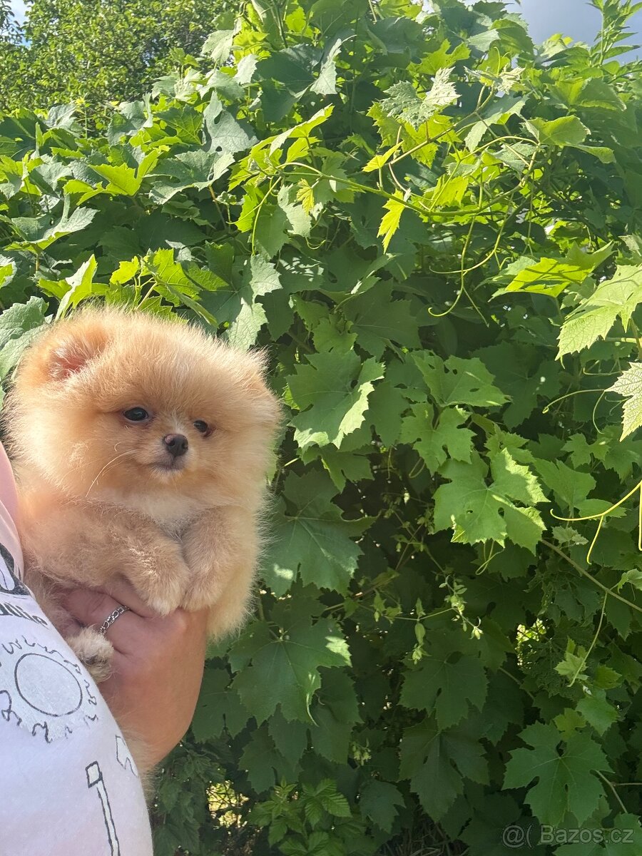 Pomeranian - 3