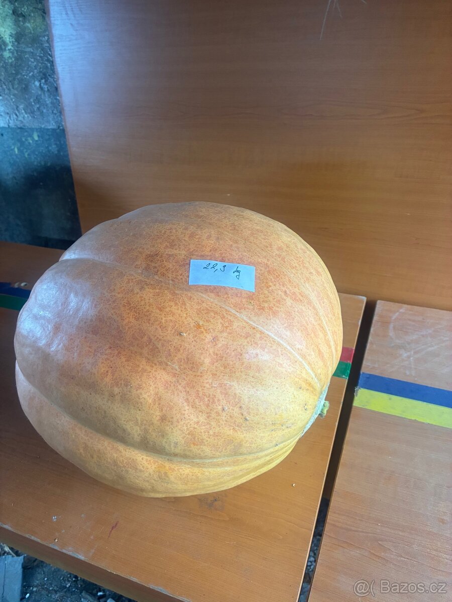 Dýňe - 3