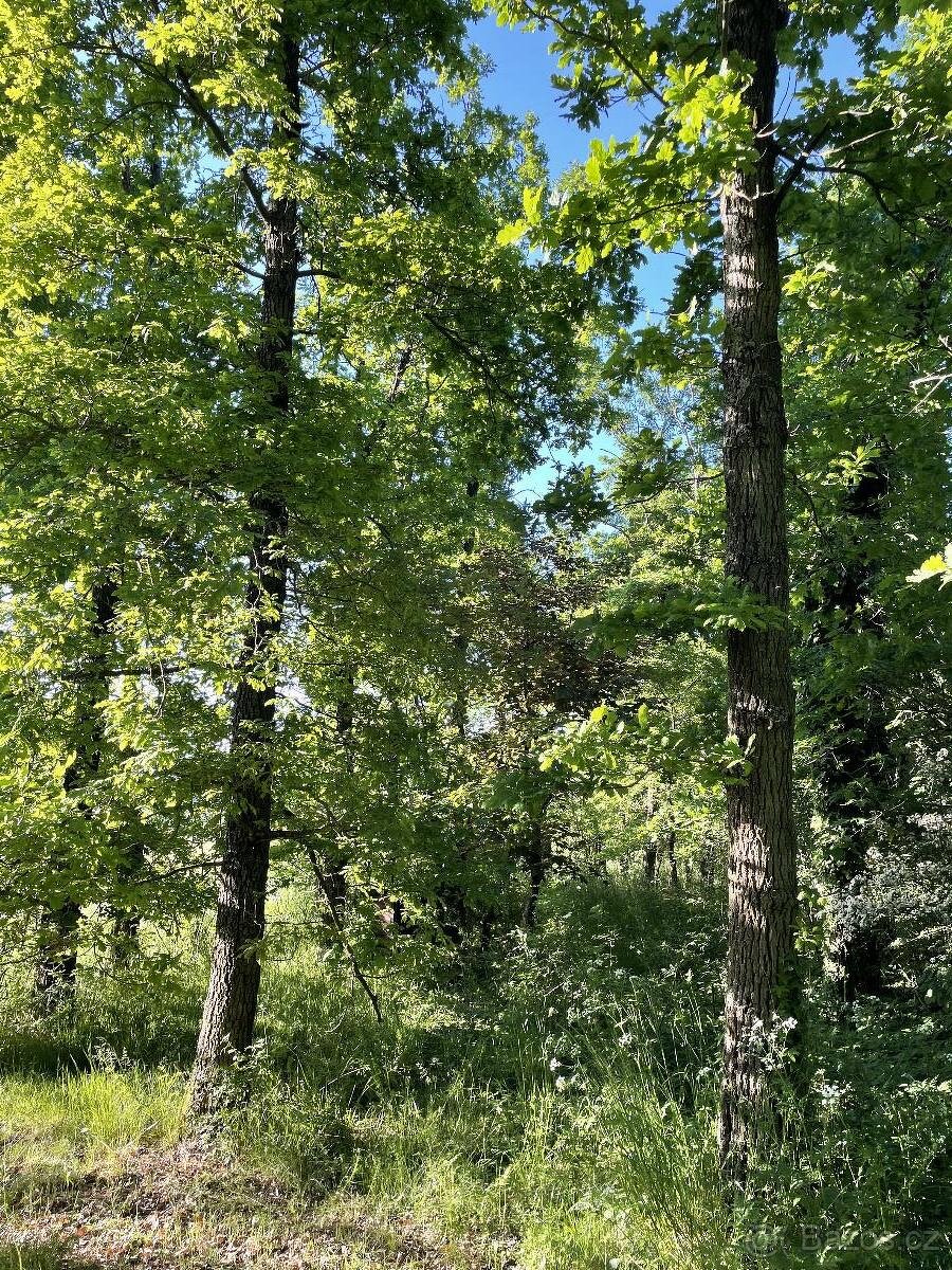 Prodám lesní pozemek v k.ú. Oplot - 3