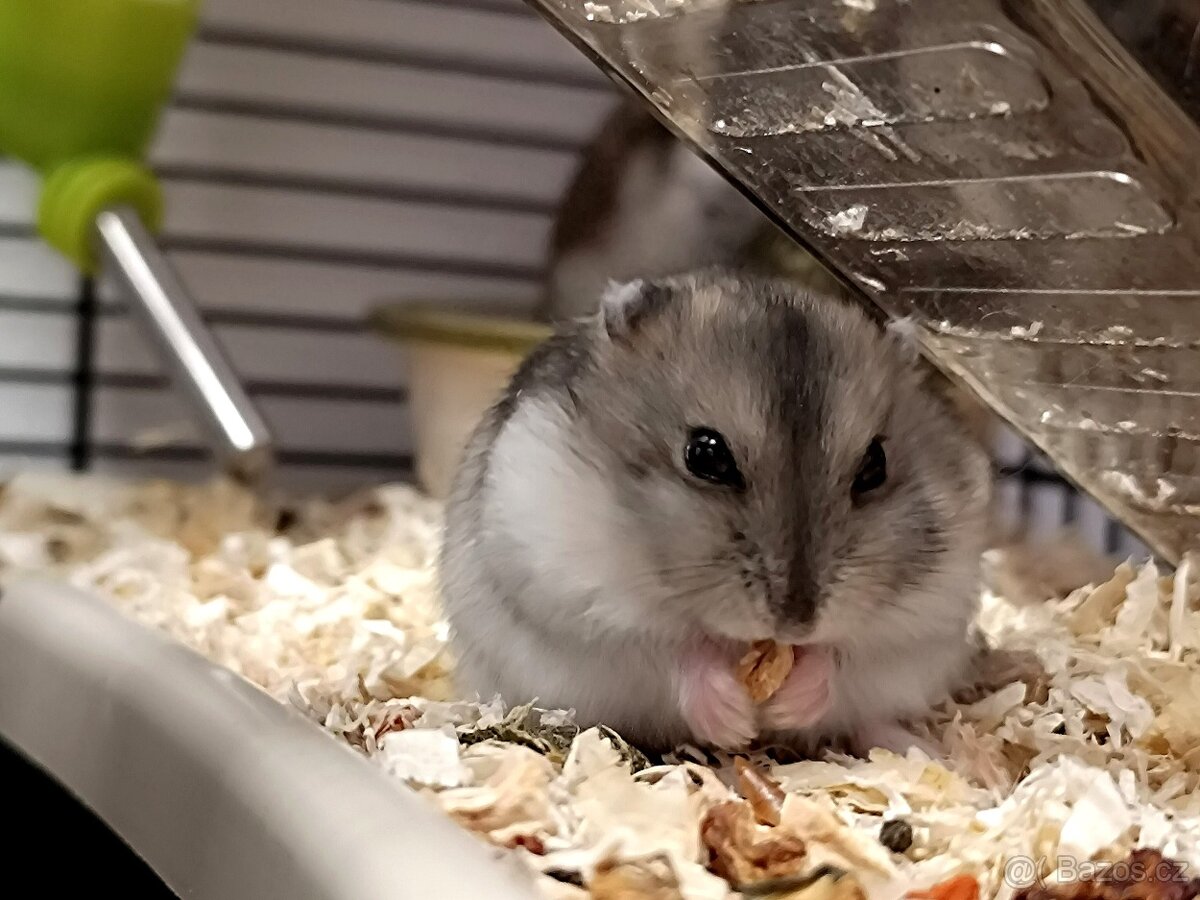 Křeček džungarský mláďátka - 3