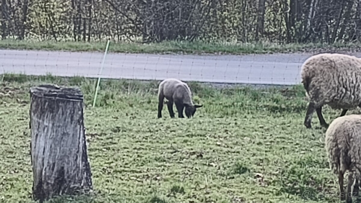 Prodám Beránky - 3