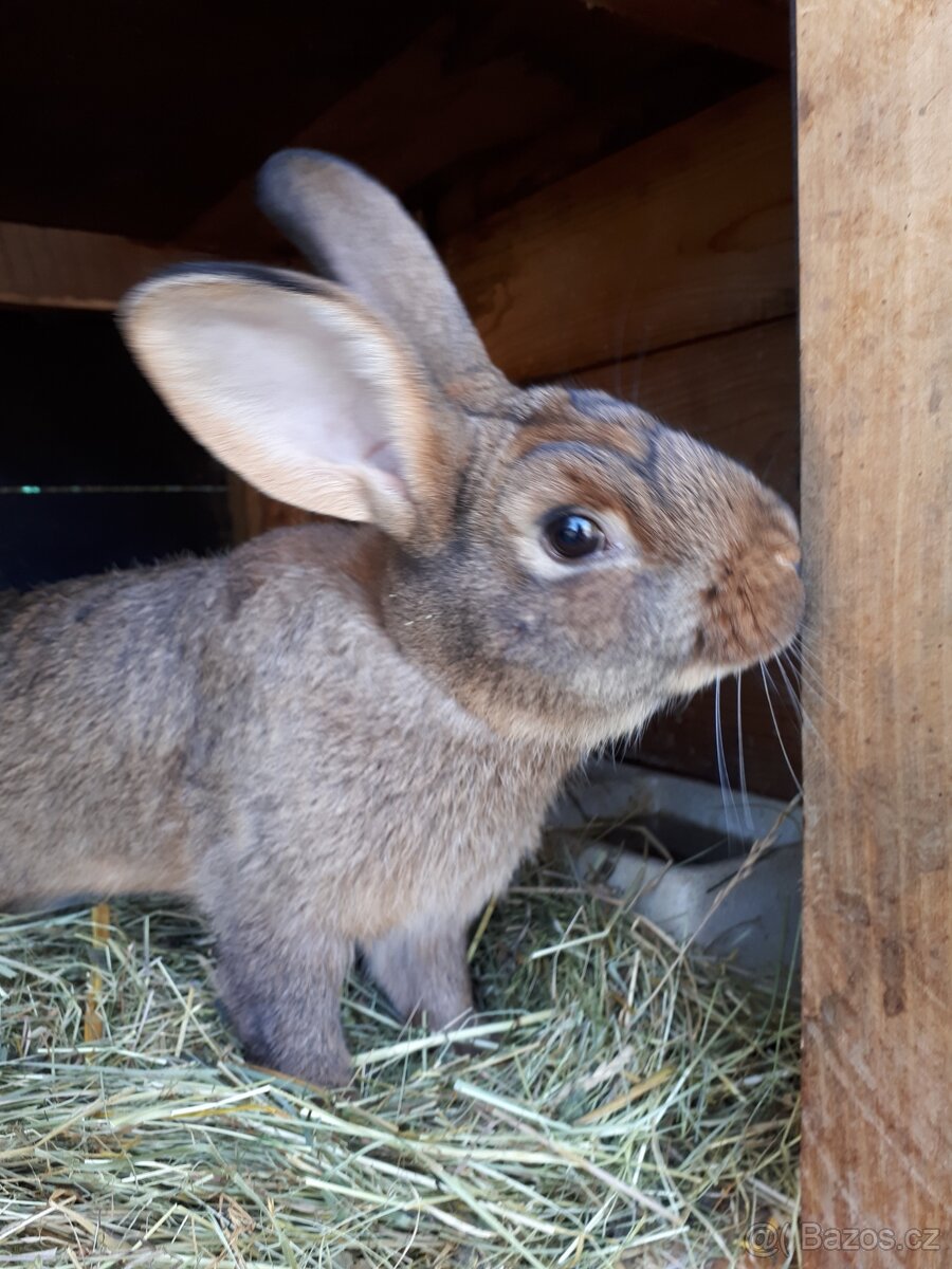 Králík samec - 3