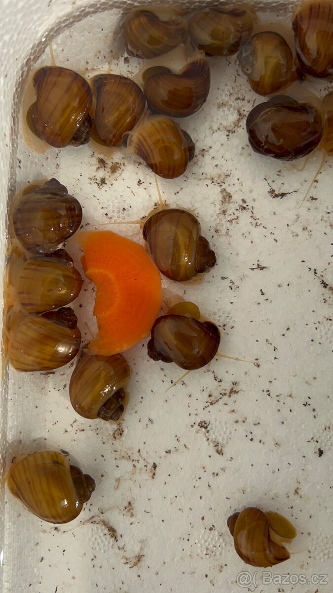 Apulária hnědá - Ampullaria australis - 3