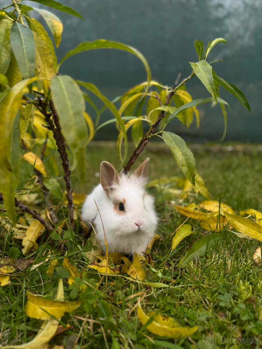 Zakrslý králíček - 3