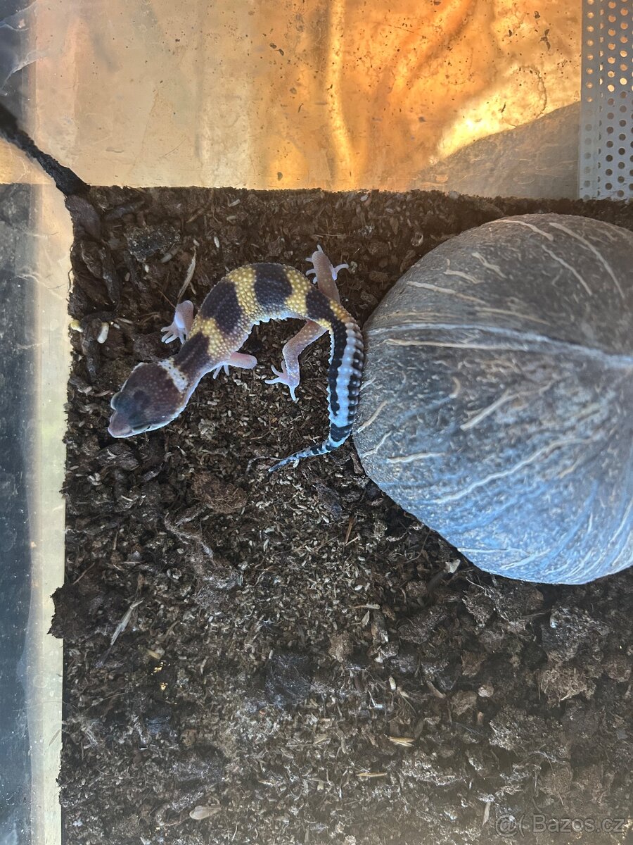 Gekončík noční- - 3