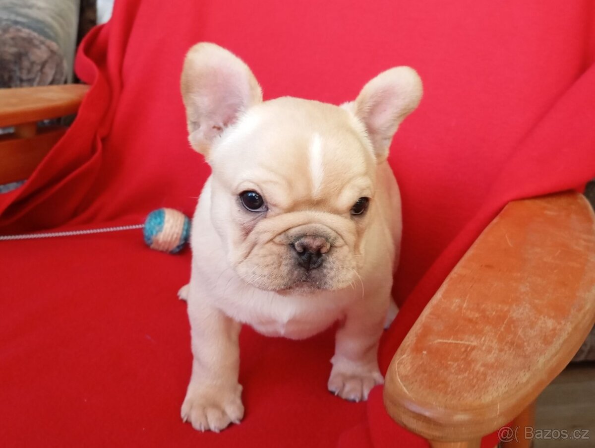 Francouzský buldoček - 3