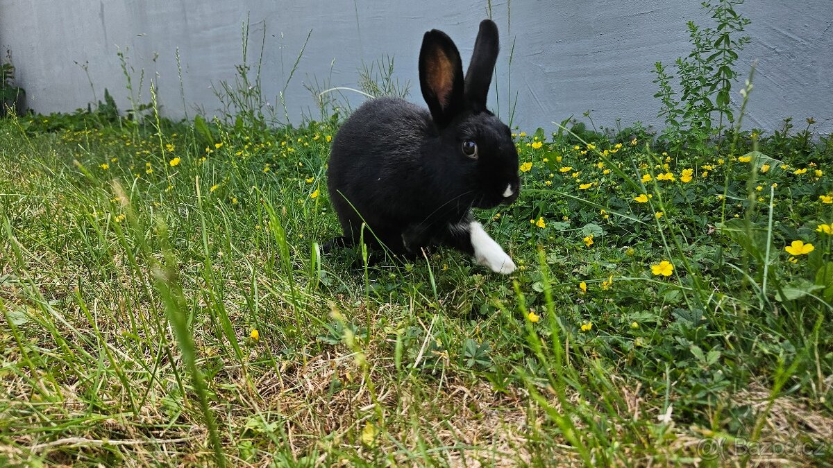 Kralik -Samička - 3