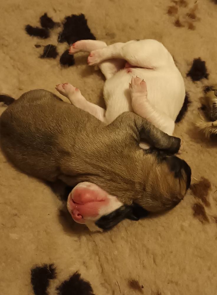 SAO-Středoasijský pastevecký pes-štěňata - 3