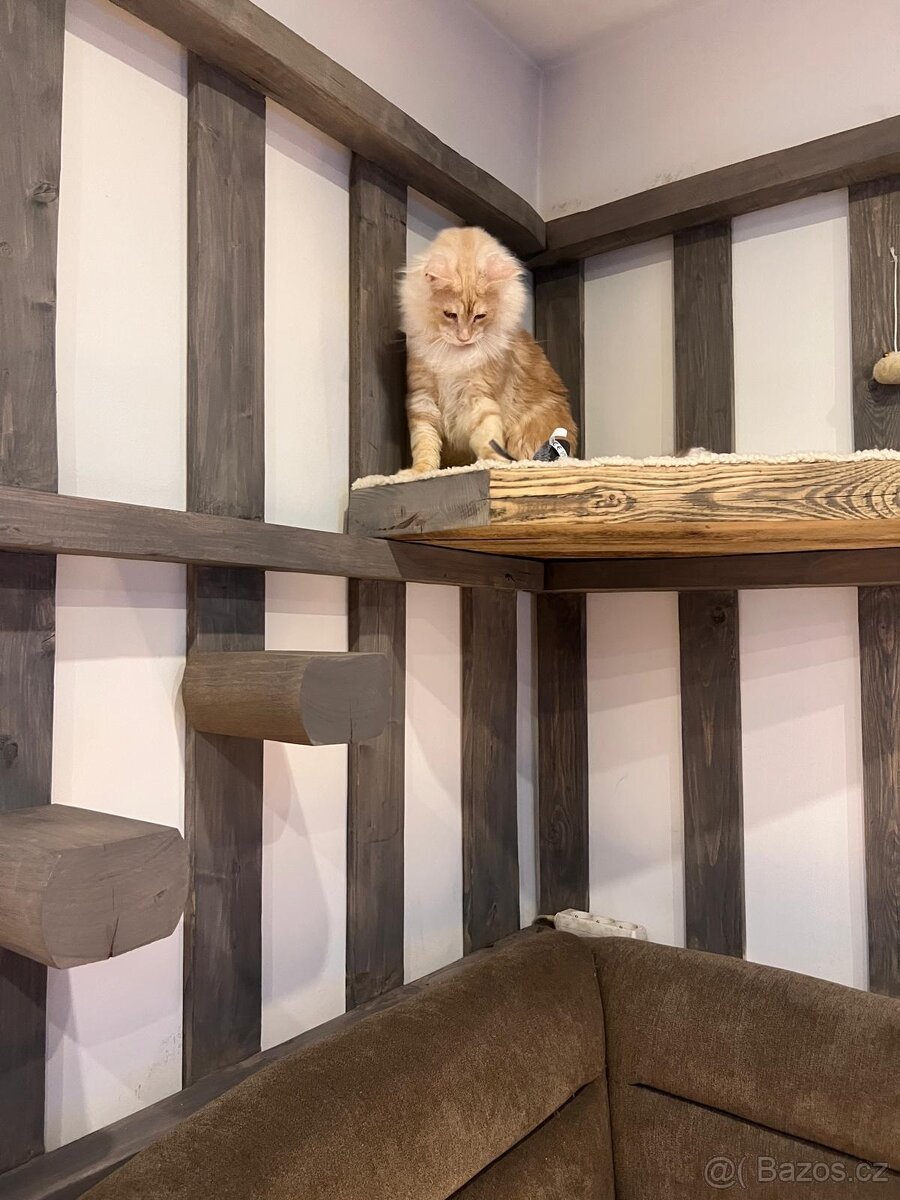 Mainská mývalí kocourek - 3