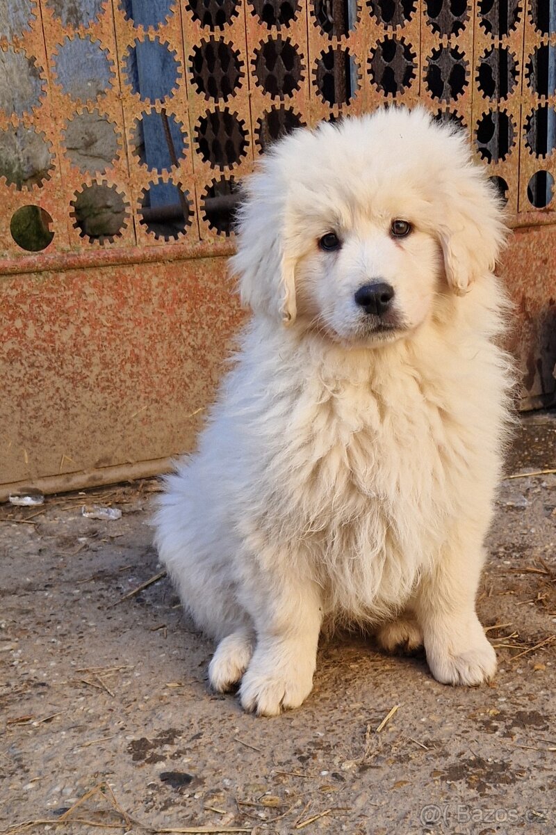 Slovenský čuvač - 3