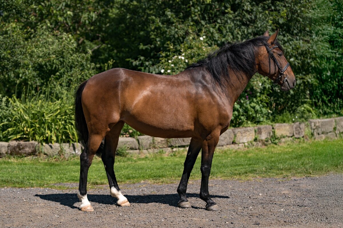 Lusitano klisna 8 let - 3