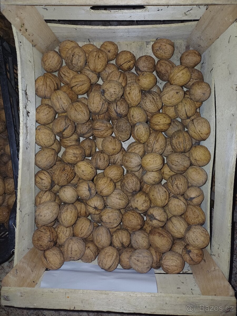 Vlašské ořechy velká jádra - 3