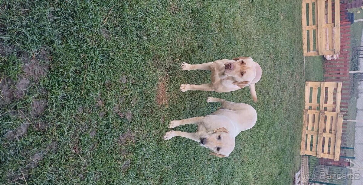 Štěňátka Labradorský retrívr - 3