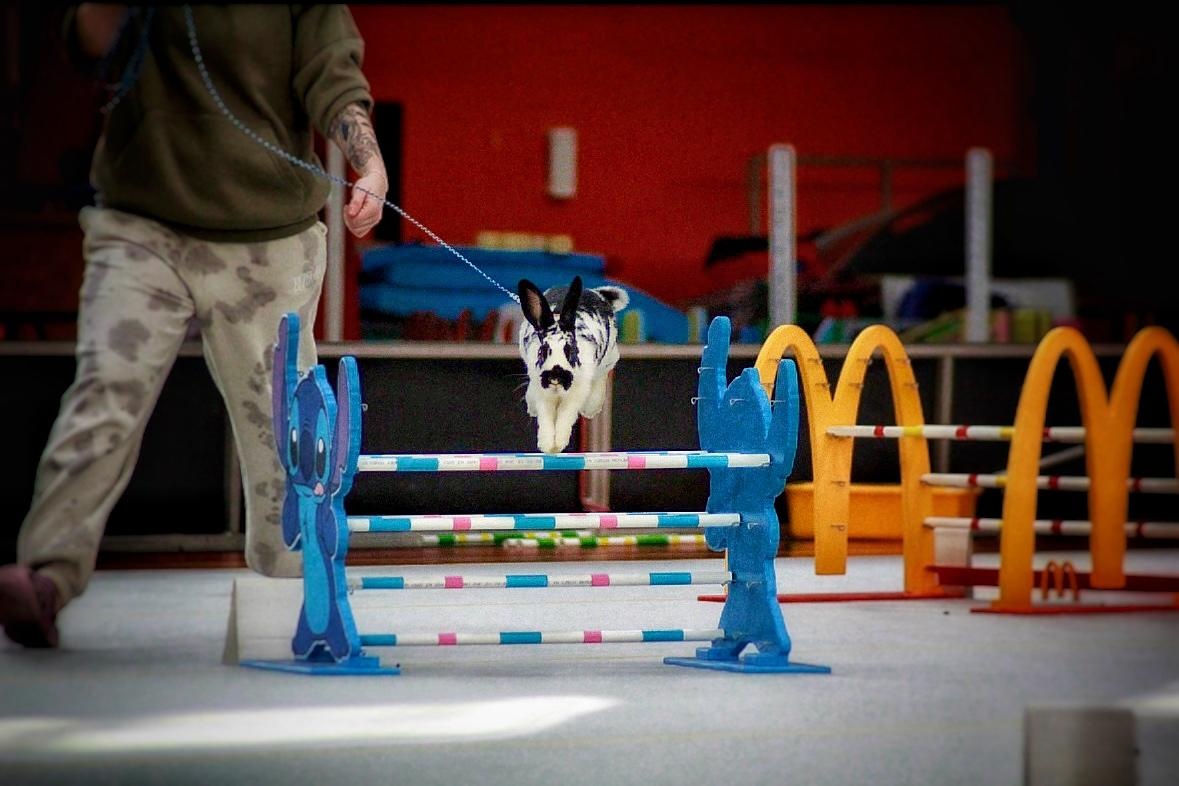 sportovní králík s pp - Lora - 3