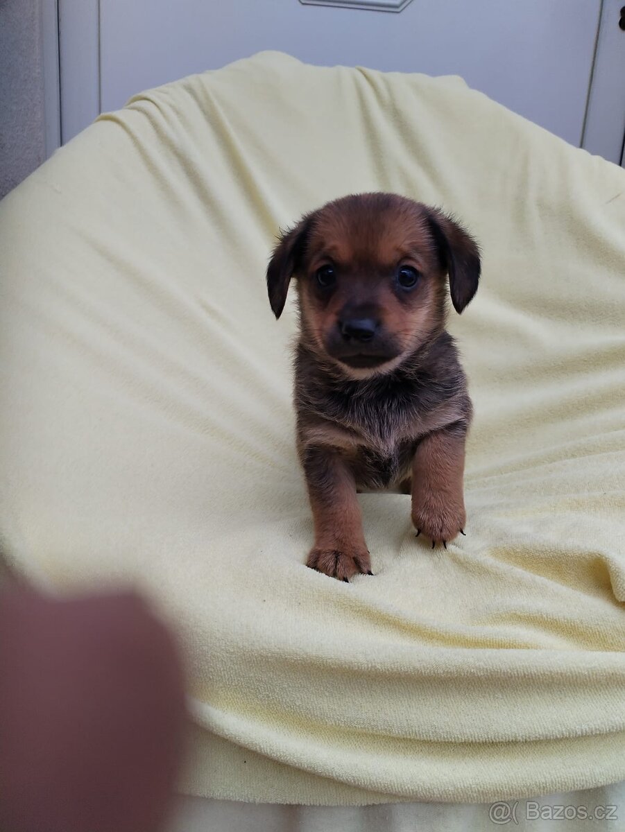 Jezevčík trpasličí - 3