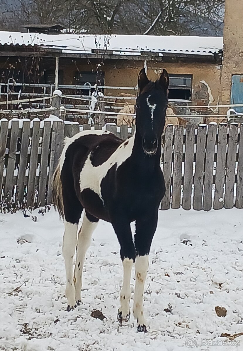 Podílová APH kobylka - 3