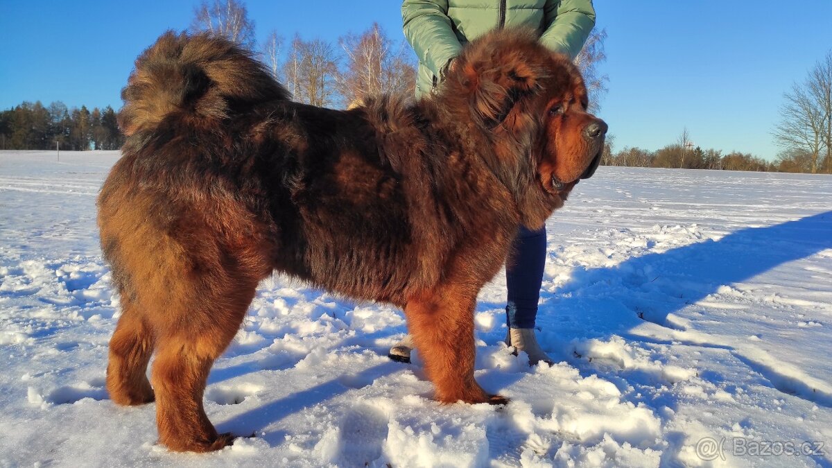 Tibetská doga štěňátka s PP( průkazem původu) - 3