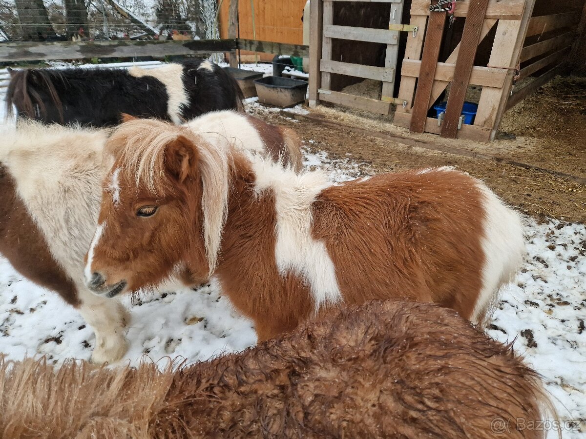 Klisna shetland pony mini s PP - 3