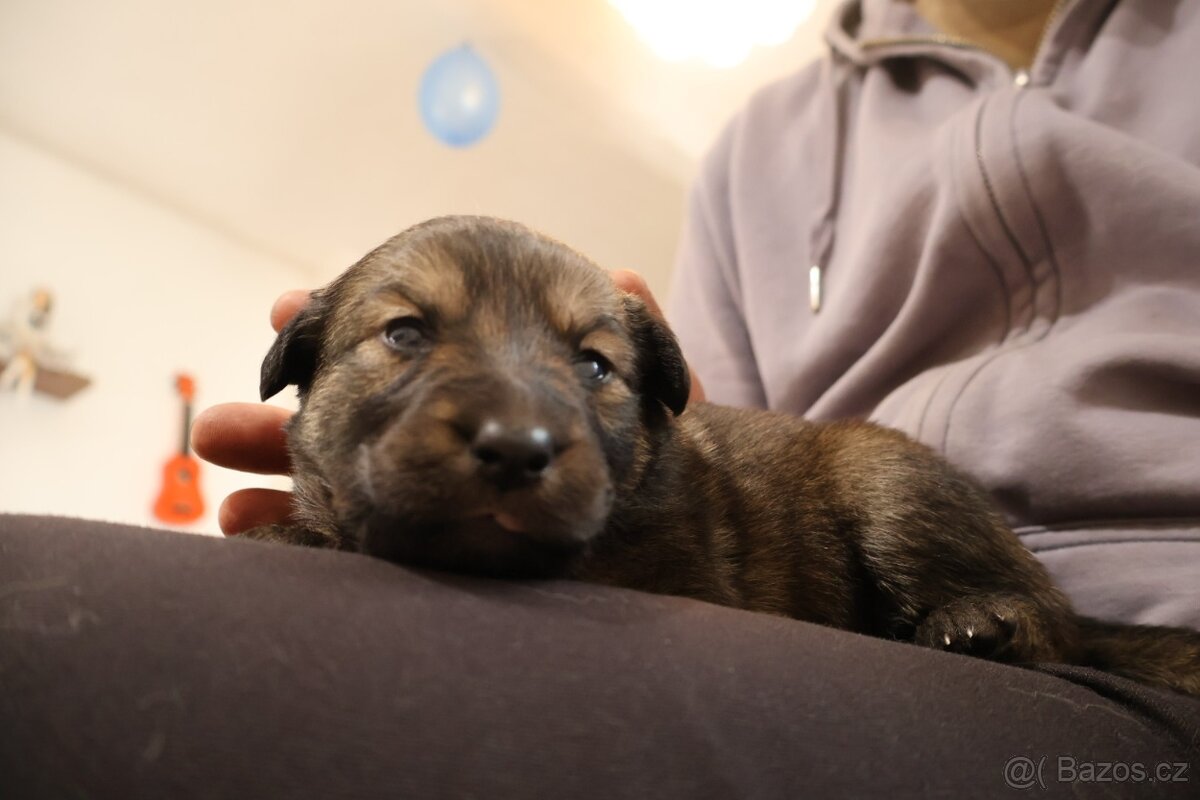 Nabízíme krásná štěňata - 3