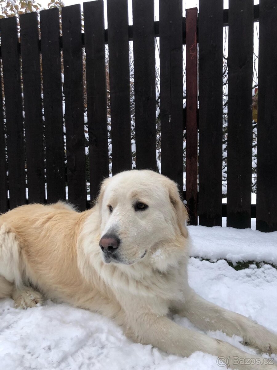 Slovenský čuvač - 3