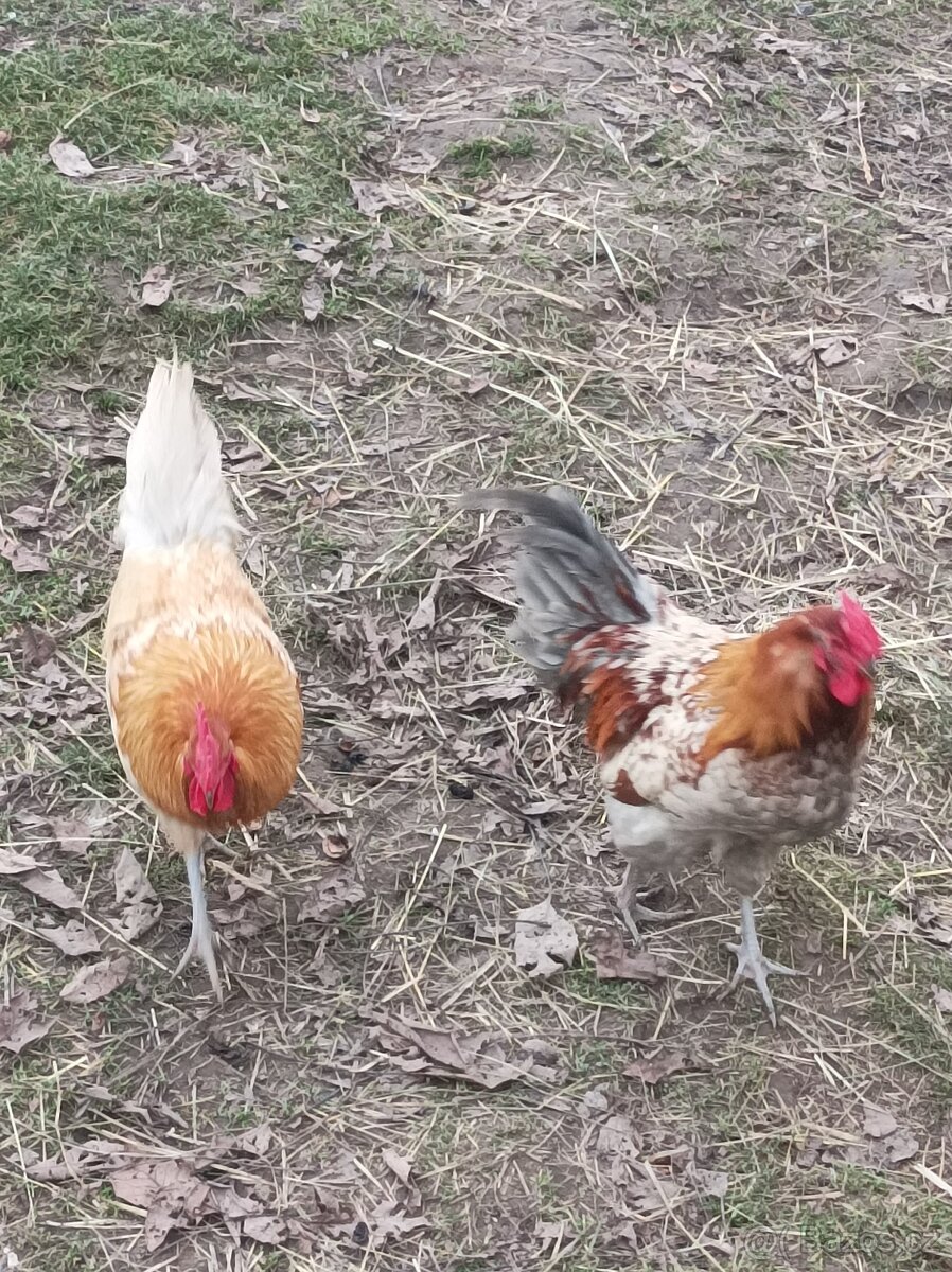 Prodám kohouty - 3