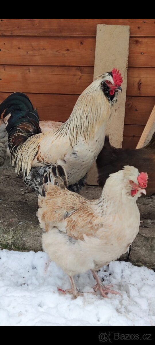 Faverolka velká lososová - kohouti - 3