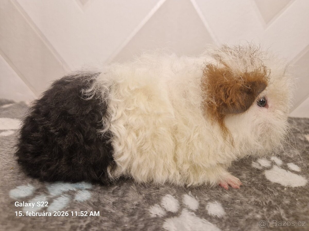 Morčata s PP- samci - 3