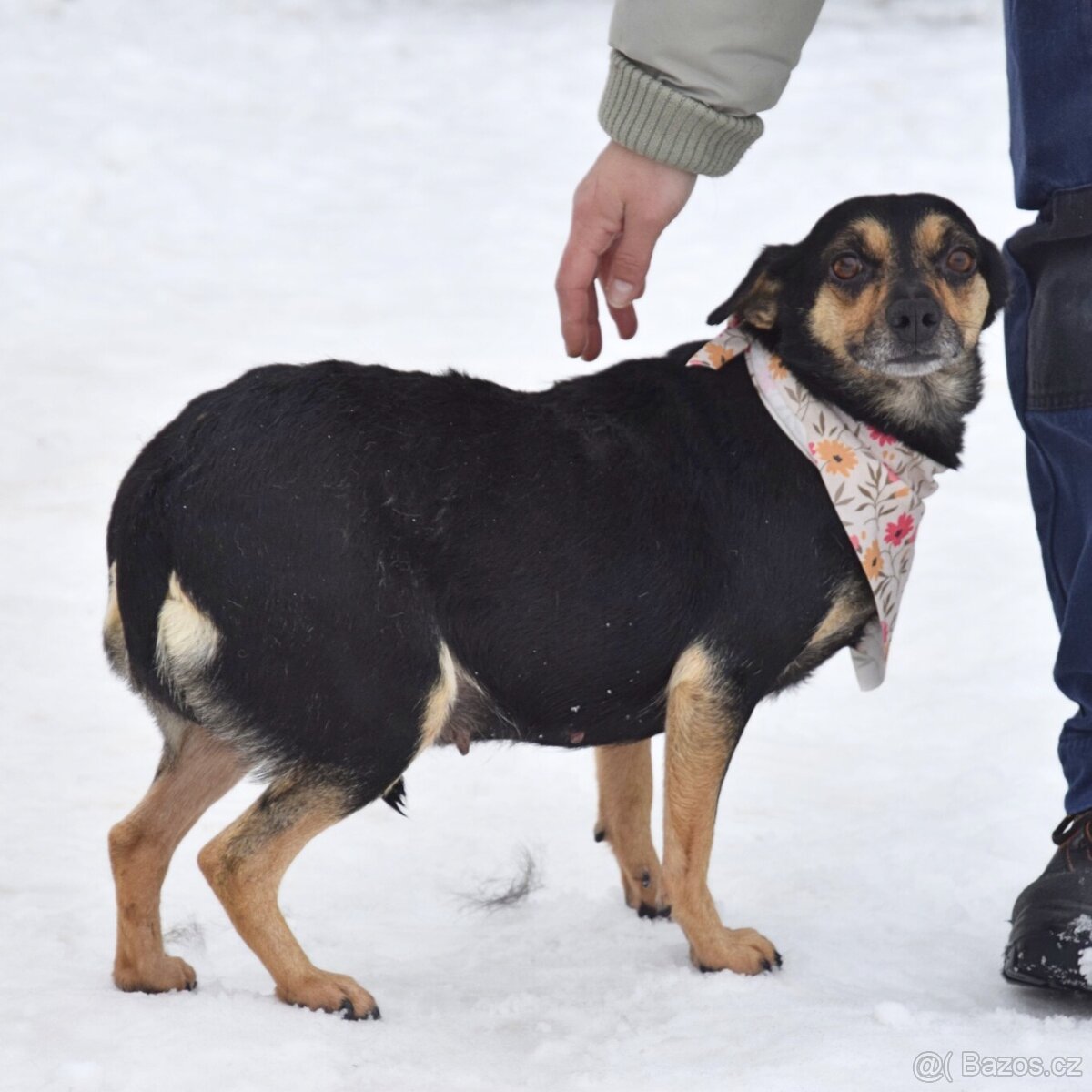 Timea hledá domov - 3