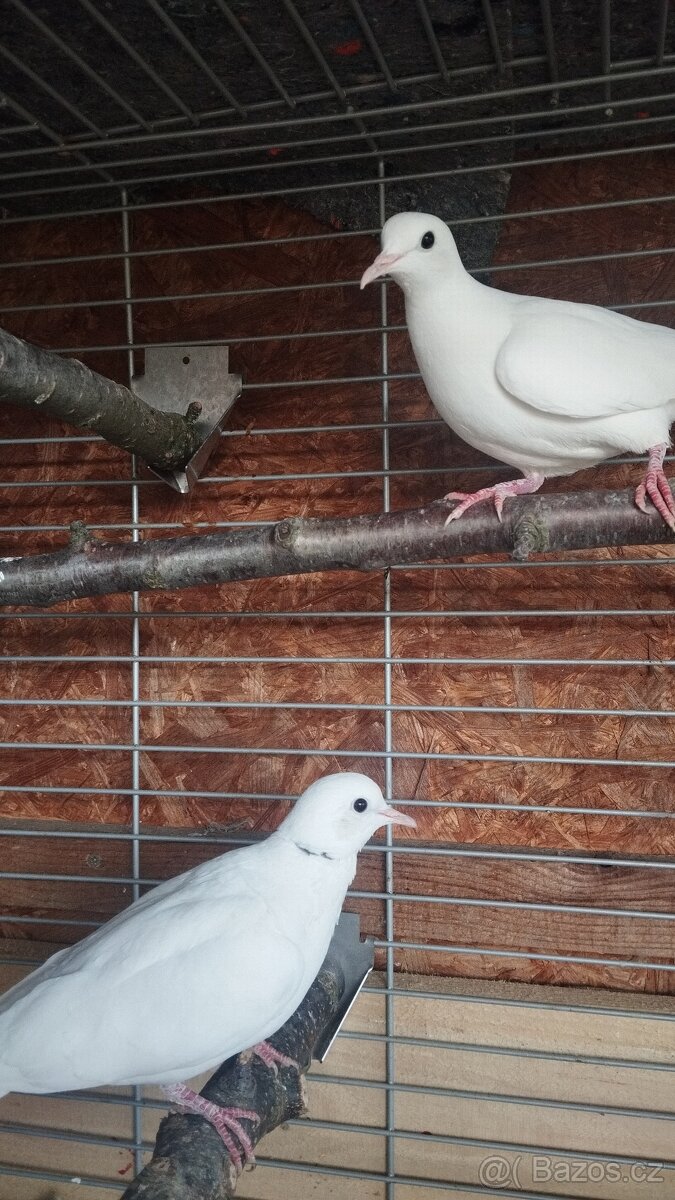 Hrdlička chechtavá - 3