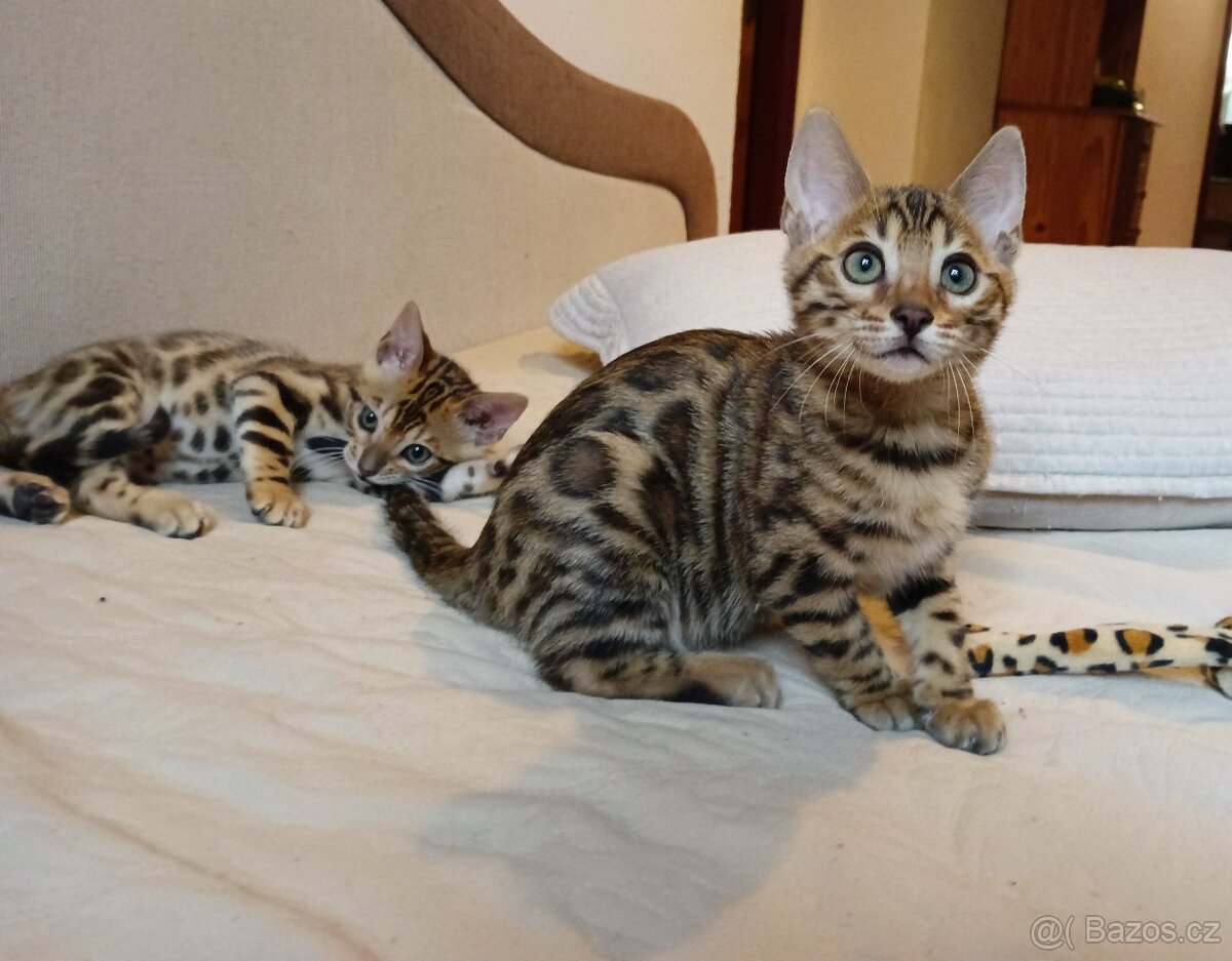 Bengálská kočička s PP - k chovu - 3