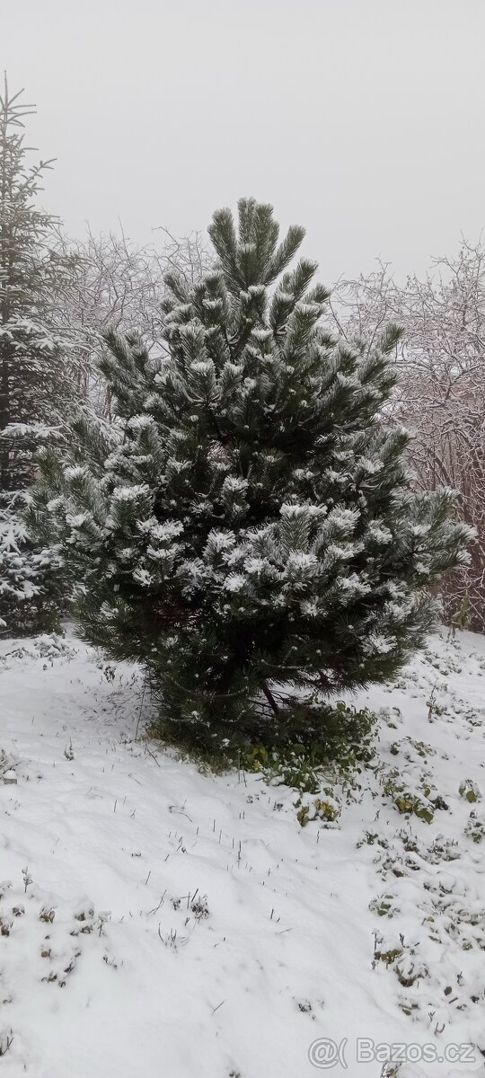 Vánoční stromeček, stromek, strom, borovice, borovička - 3