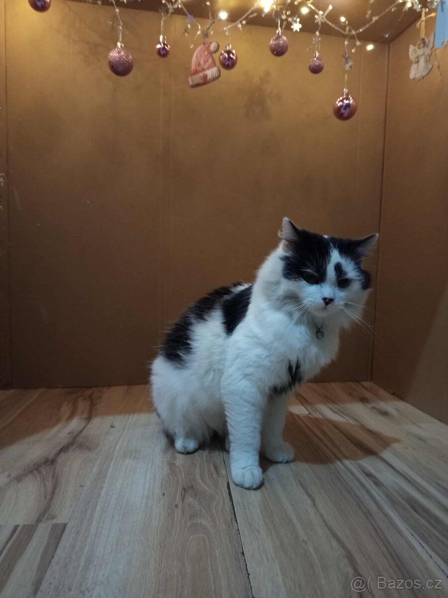 Daruji kocourka - 3