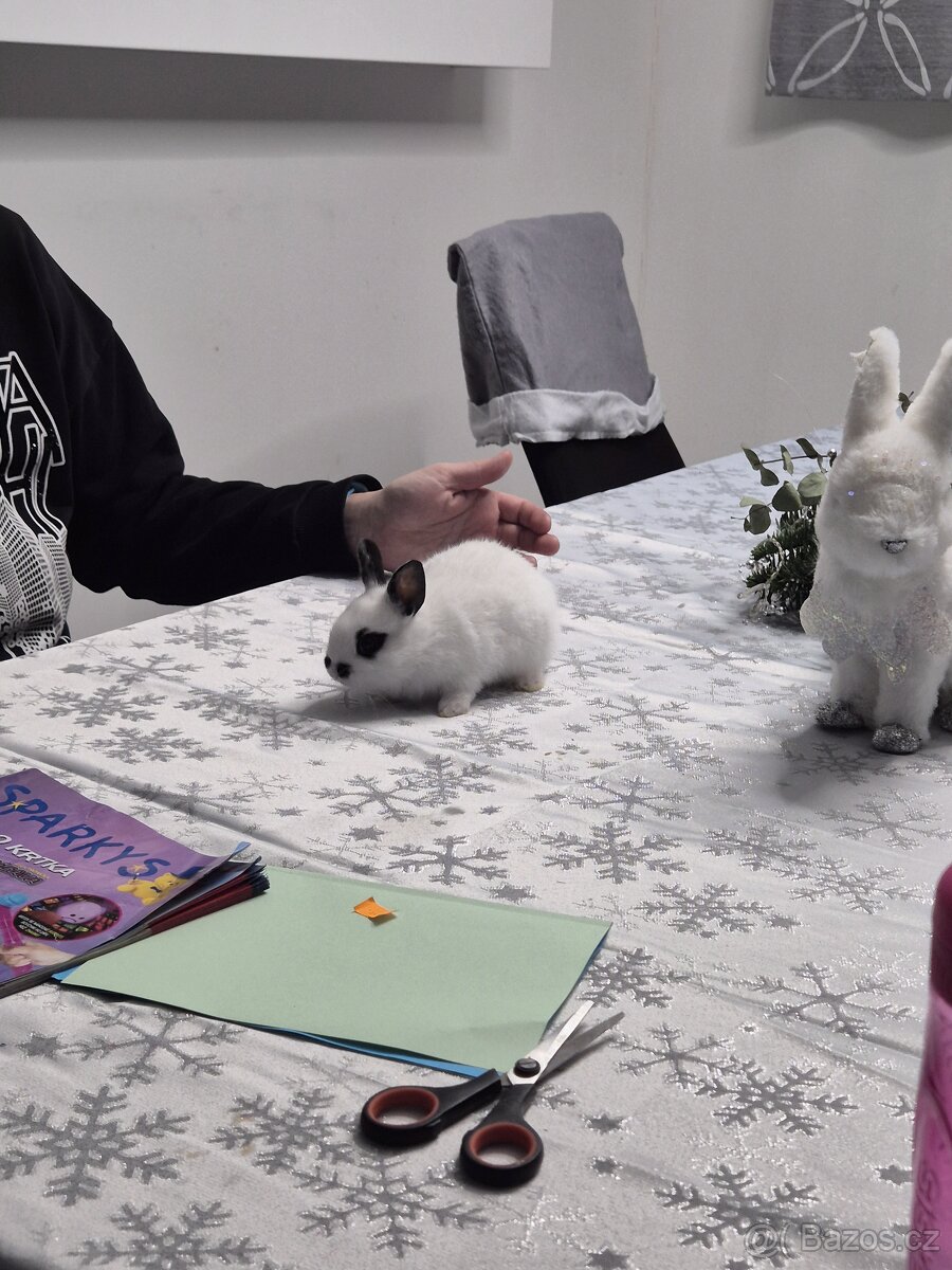 Roztomilí zakrslí králíčci - 3