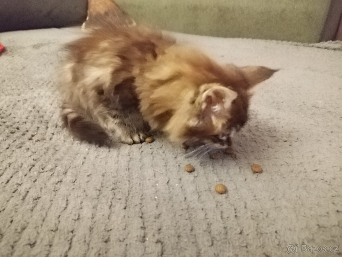 Mainská mývalí koťátka - 3